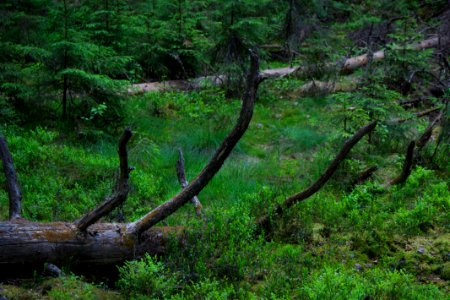Evo Hiking Area, Hämeenlinna, Finland