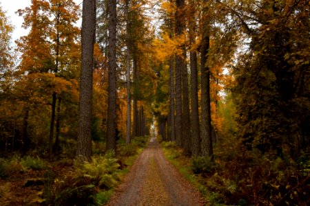 Aulanko, Hämeenlinna, Finland.