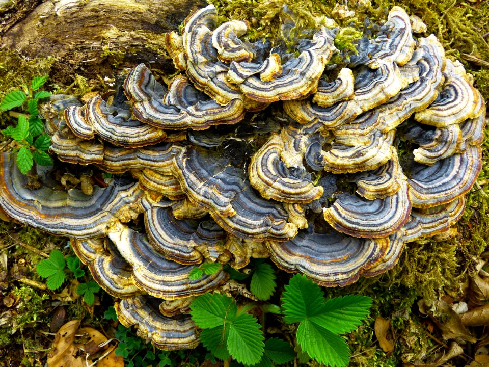 Butterfly tramete trametes versicolor colorful tramete