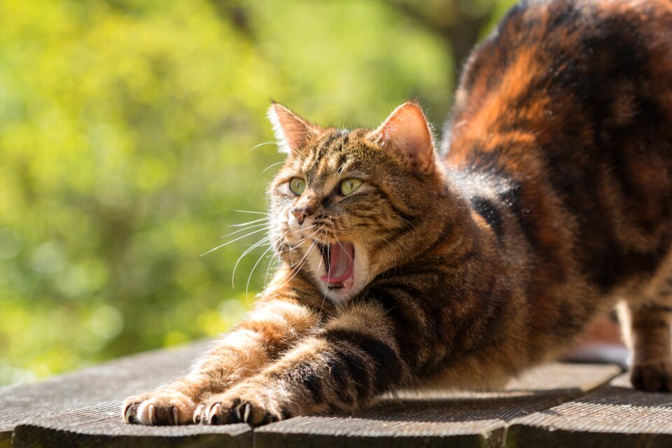Stretch domestic cat pet