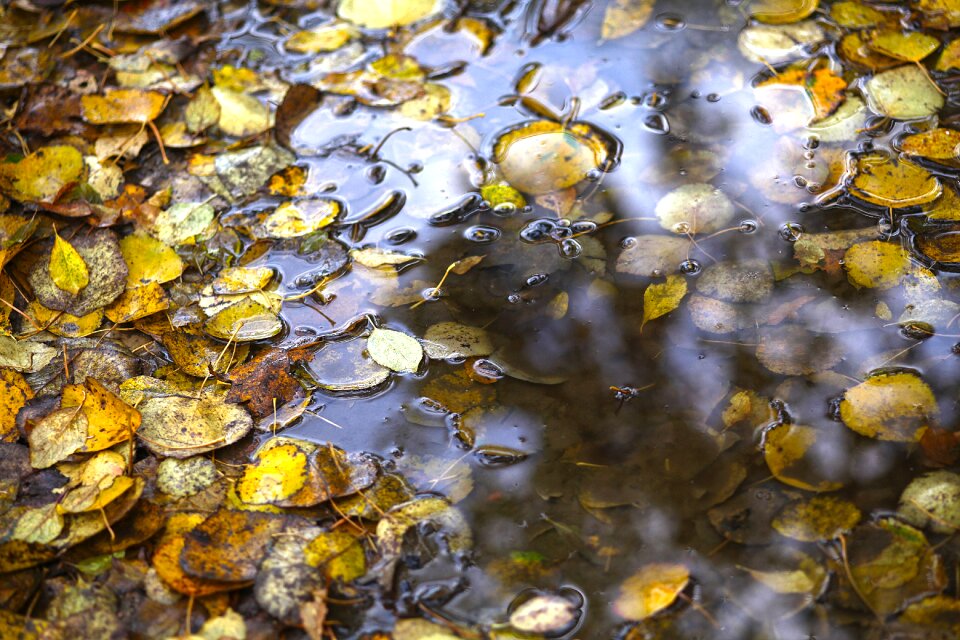 Autumn raining away photo