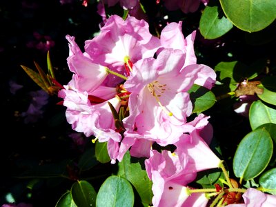 Spring pink close up photo