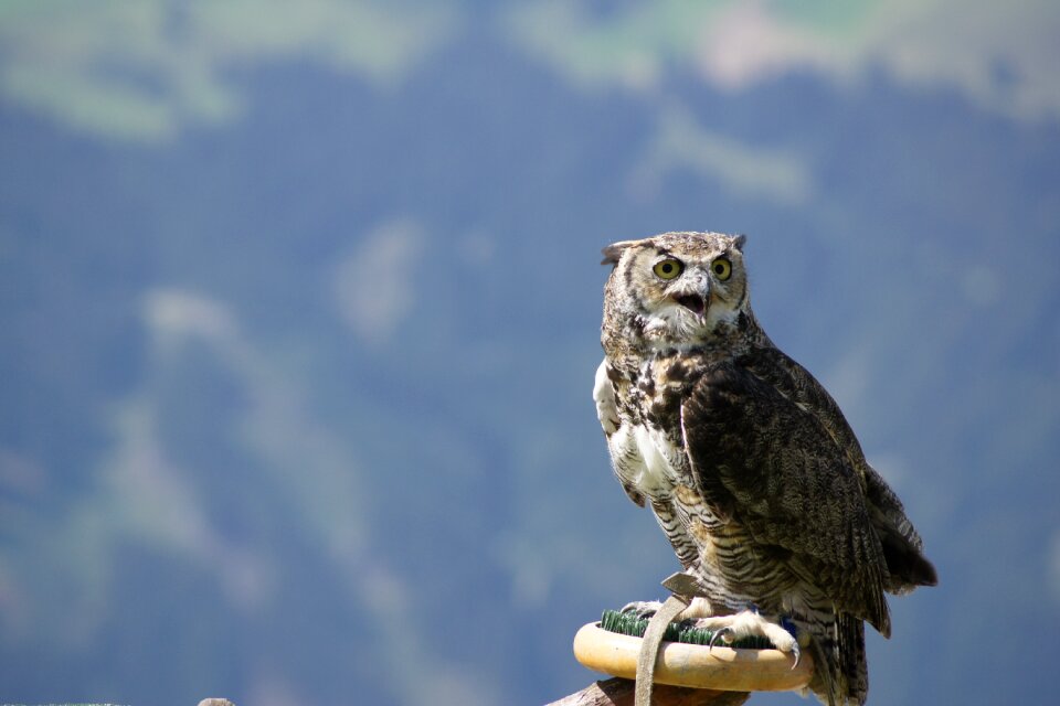 Bird of prey bird animal