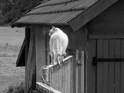 Garden gate old curiosity