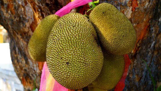 Green thailand fruit tree