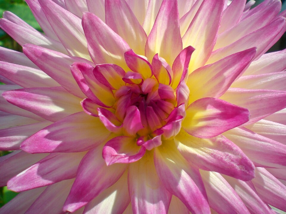 Summer flower garden bloom