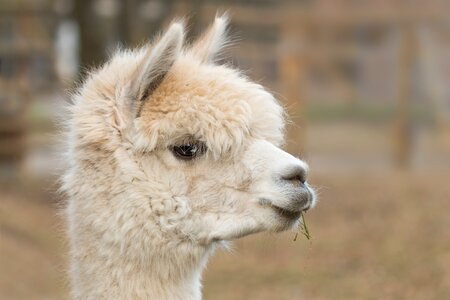 Wool vicugna pacos alpaca wool photo