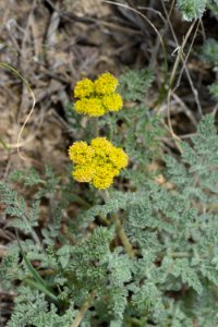 Flowers72