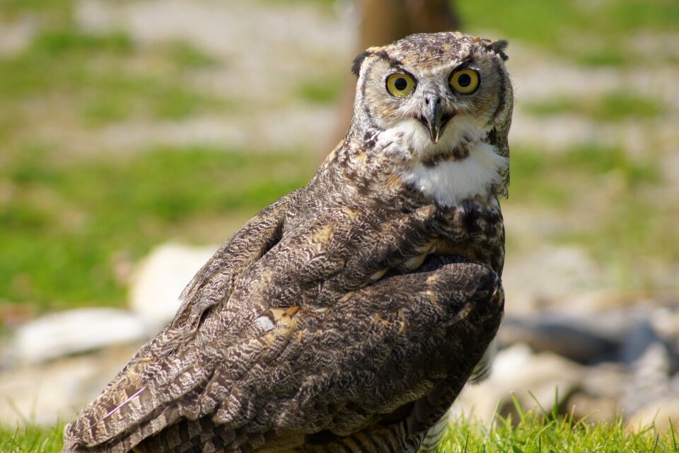 Bird of prey plumage animal