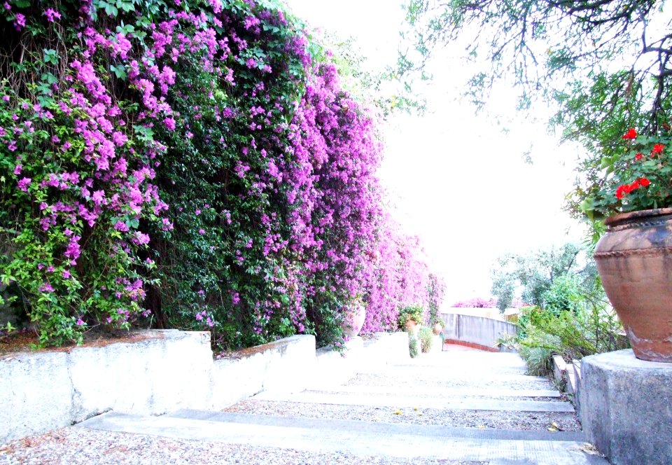 Bougainvillea-Hotel San Domenico-Taormina-Sicilia-Italy - Creative Commons by gnuckx