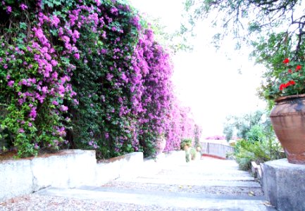 Bougainvillea-Hotel San Domenico-Taormina-Sicilia-Italy - Creative Commons by gnuckx photo