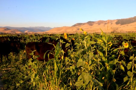Soil Health RO 03