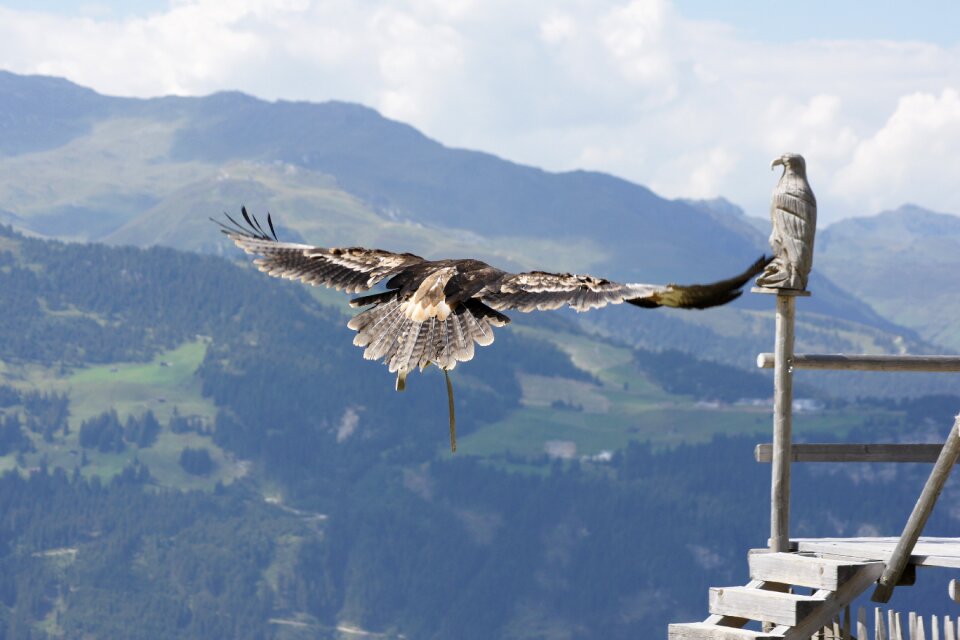 Bird of prey flying bird