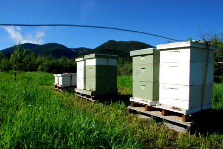 Pollinators0037