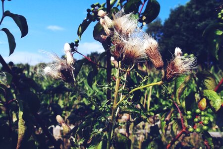 Nature grass close up