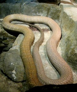 All Snake, No Vestiage of Beginning, No Prospect of an End