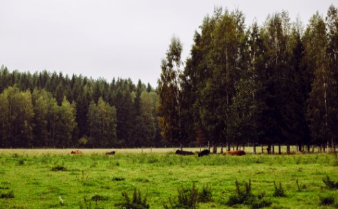 Härkätie, Finland photo