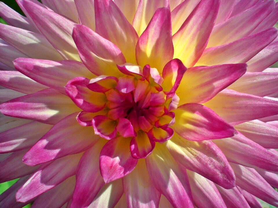 Plant pink white