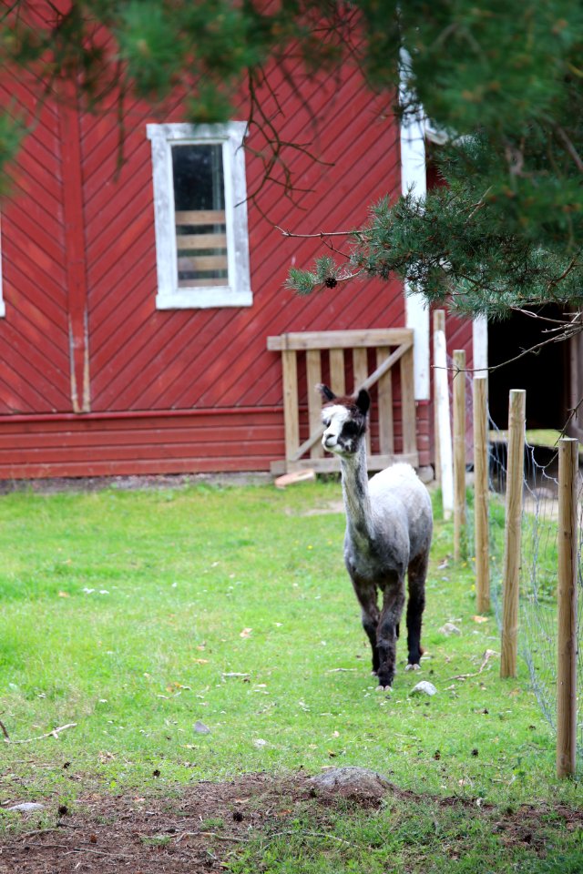 Metsänkylän navetta, Hattula