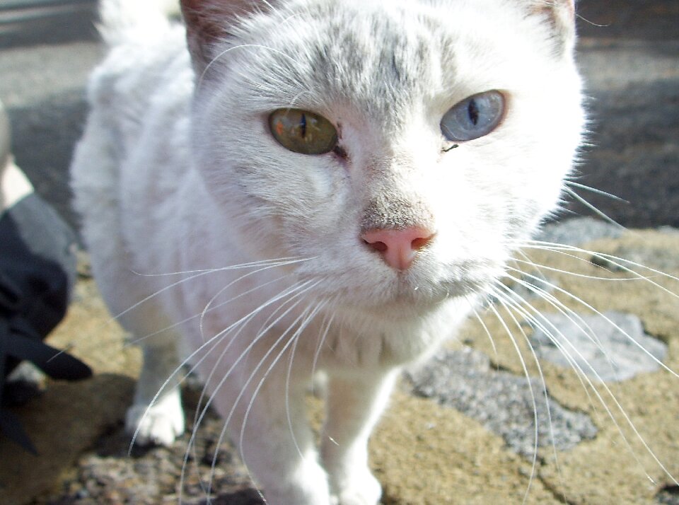 Close up head domestic cat