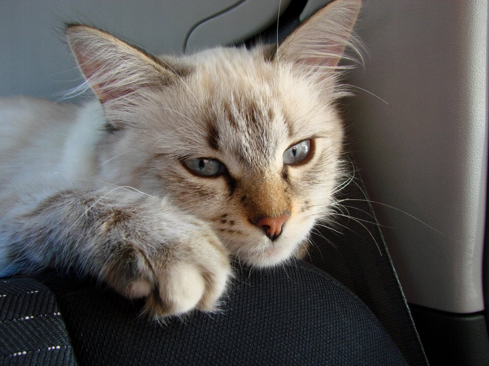 Cat neva masquerade animals