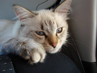 Cat neva masquerade animals