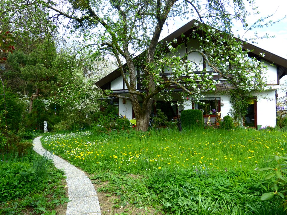 Apple tree away green