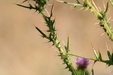 Plants OB 338