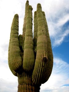 Arms Up!