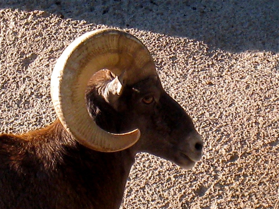 I've Just Dried My Horns and Can't Do a Thing With It