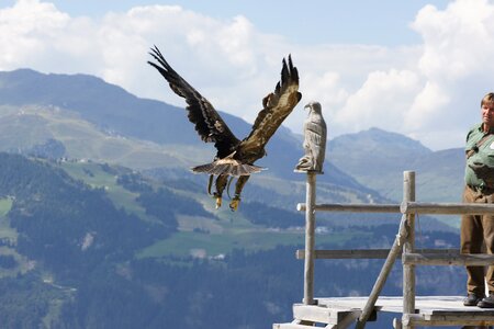 Bird of prey flying bird
