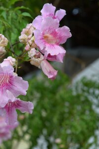 Flowers plant garden