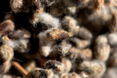 20181108-APHIS-LSC-0448