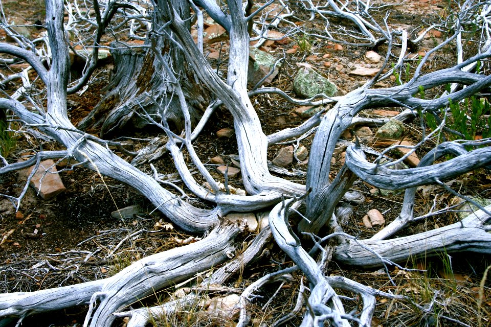 This Old Manzanita