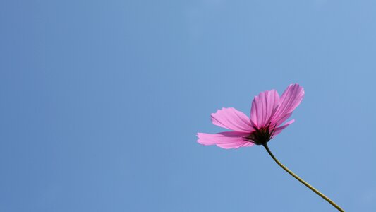 Cosmos autumn pink