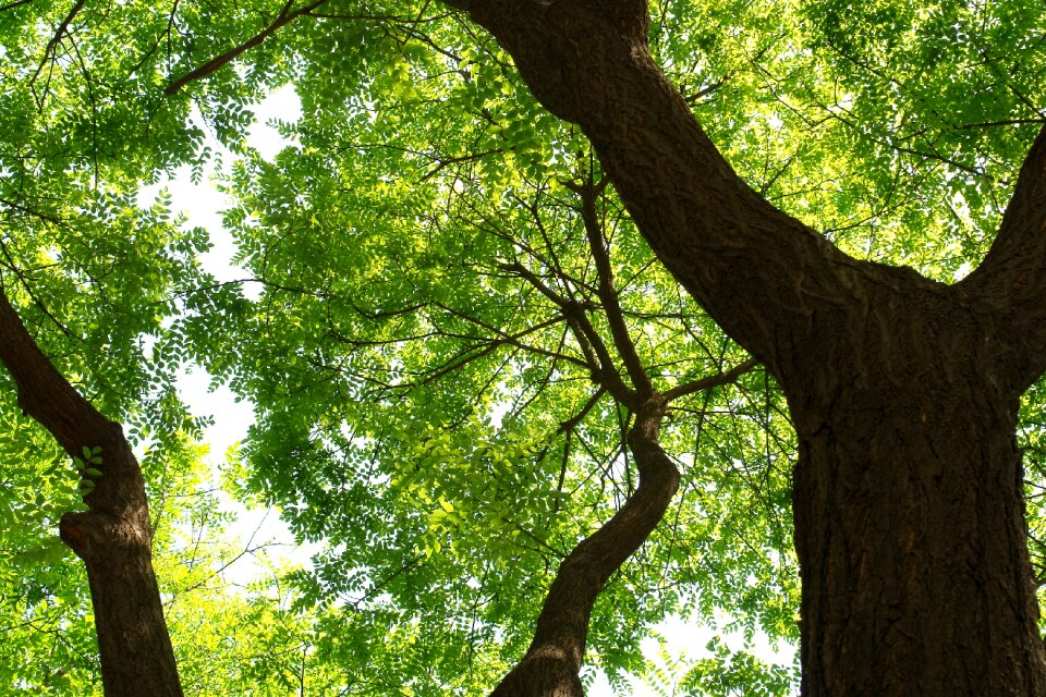 The leaves trunk branch photo