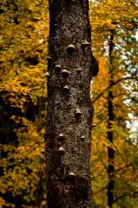 Aulanko, Hämeenlinna, Finland. photo