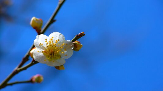 Spring flowers stately dignity