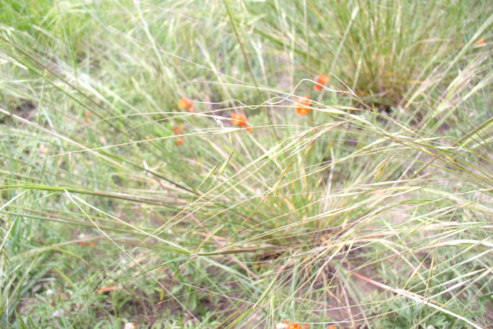 Grass13.tif