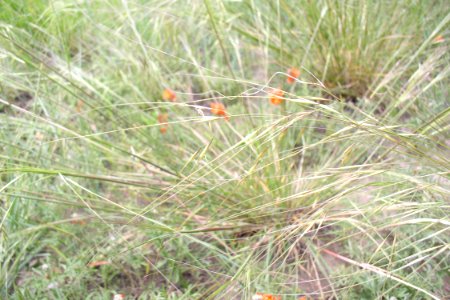 Grass13.tif