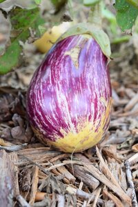 Vegetables bio permaculture