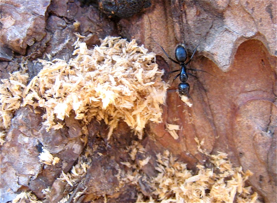 Ant Work
