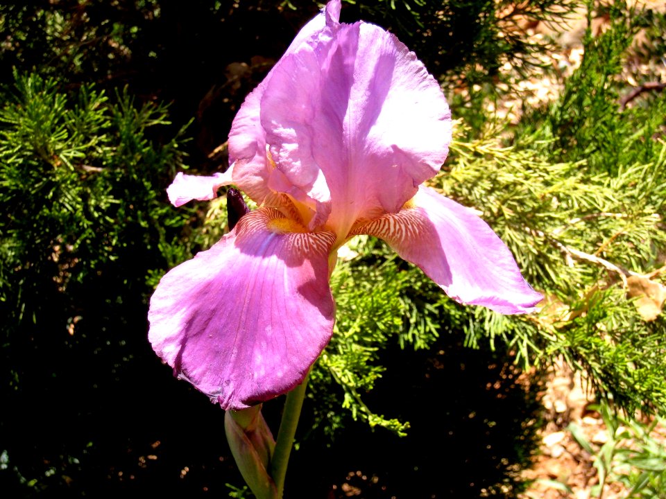 Pale Purplse Iris