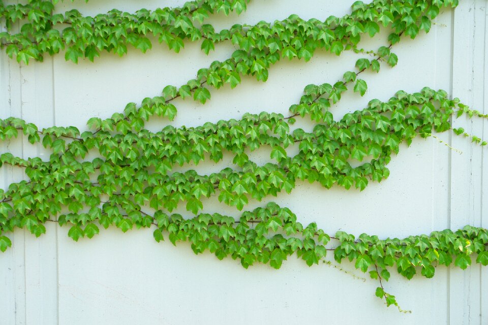 Green leaf green leaf