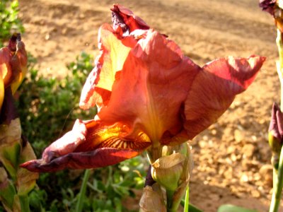 Tired Irises