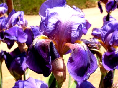 The Purple Crowd photo