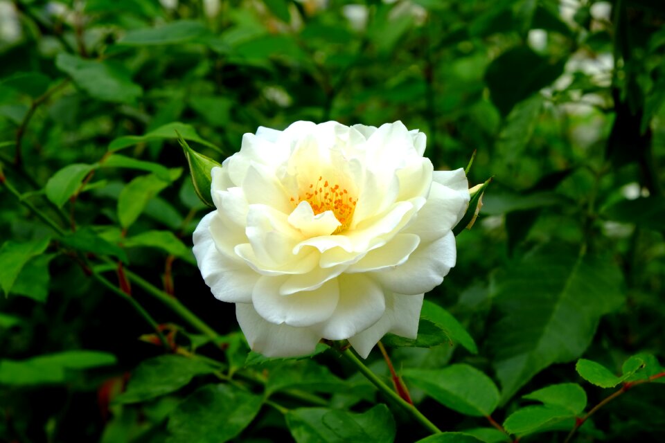 Flower blossom bloom