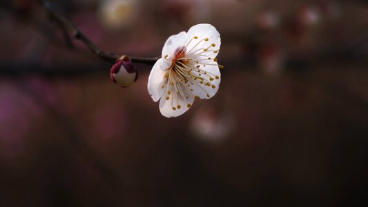 Spring flowers stately dignity