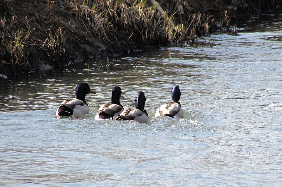 Duck water bird swim
