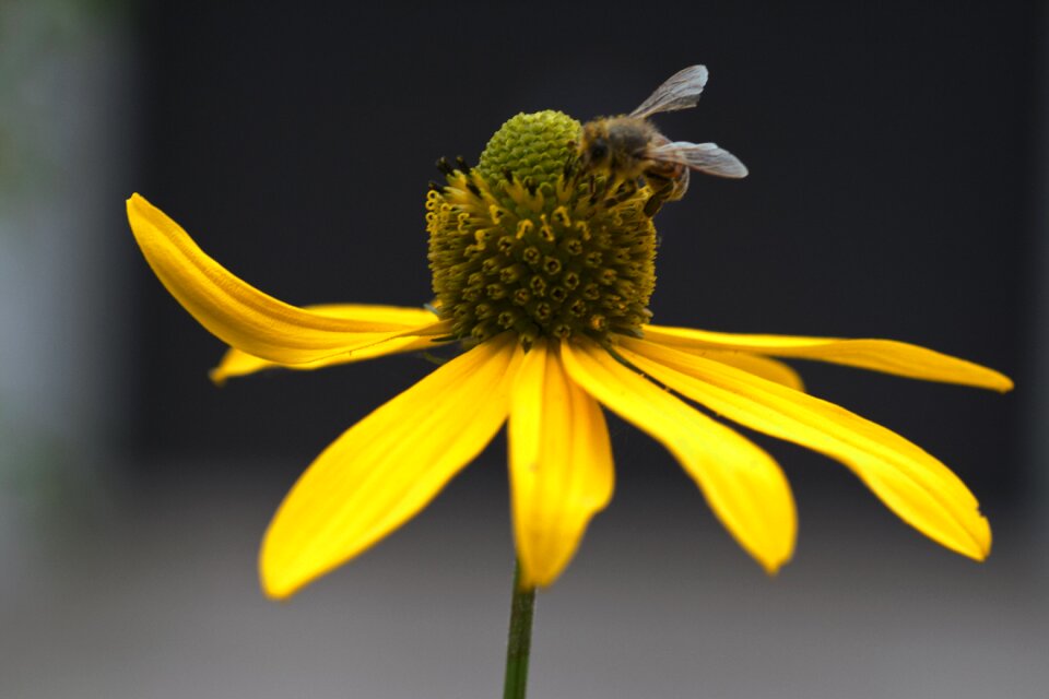 Flowers macro coneflower